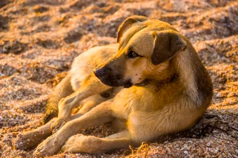 Mongrel dog on the beach Stock Photos