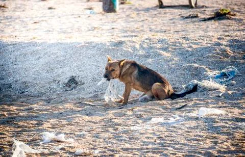 Mongrel dog on the beach Stock Photos