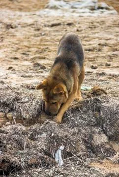 Mongrel dog on the beach Stock Photos
