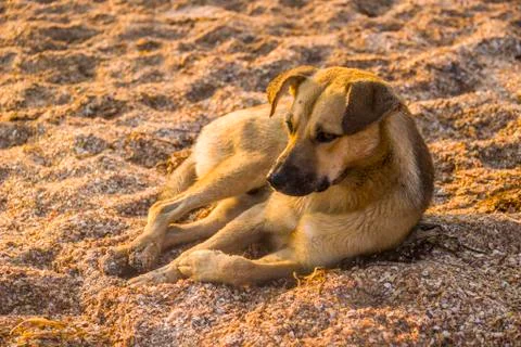 Mongrel dog on the beach Stock Photos