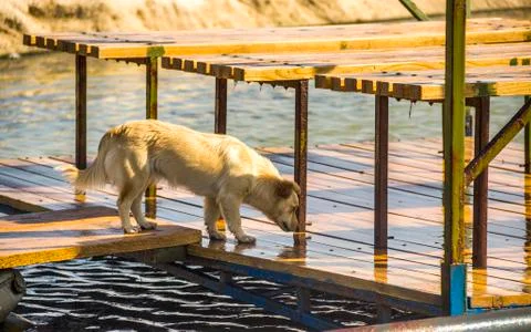 Mongrel dog on the beach Stock Photos