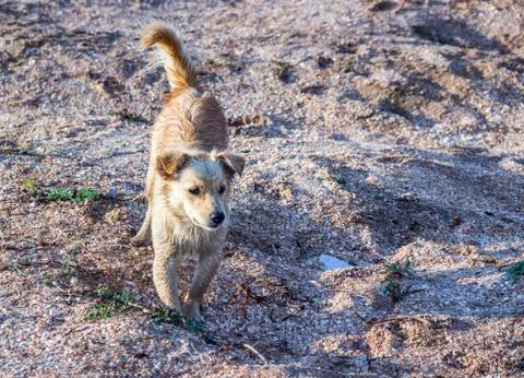 Mongrel dog on the beach Stock Photos