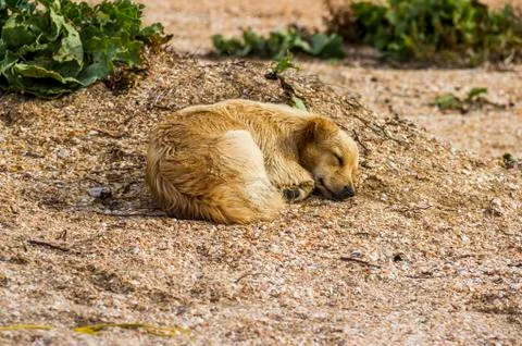 Mongrel dog on the beach Stock Photos