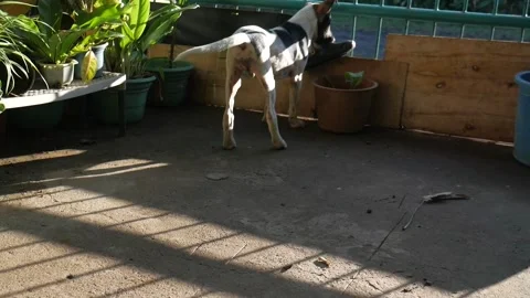 Mongrel Dog Bites A Slipper Stock Footage 179912270