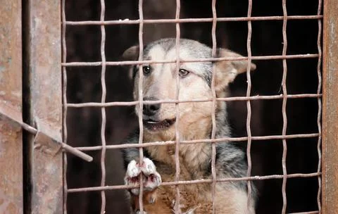 Mongrel dog in a cage close up Stock Photos