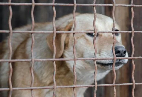 Mongrel dog in a cage close up Stock-Fotos