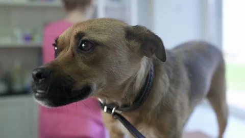 Mongrel Dog Is Calmly Standing On Examining Table And Awaiting Veterinary Ins 動画素材 128752509