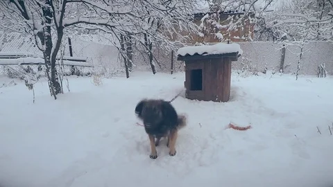 Mongrel dog on chain in snow in front of the camera Stock Footage 74752889