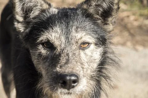 Mongrel dog closeup Foto stock