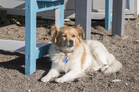 Mongrel dog closeup 스톡 사진