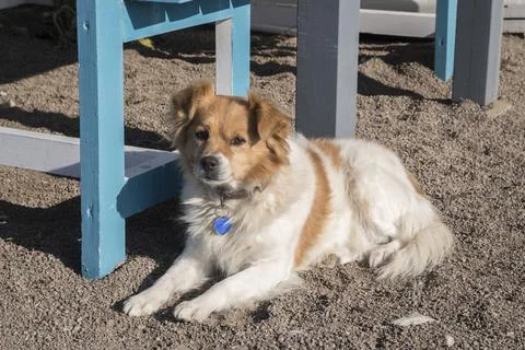 Mongrel dog closeup Stock Photos