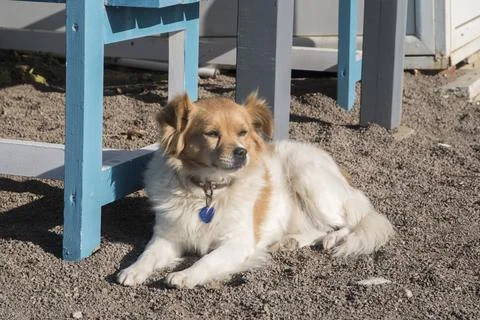 Mongrel dog closeup Stock Photos