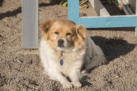 Mongrel dog closeup Stock Photos