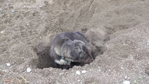 Mongrel dog digs into the sand Stock Footage 99222090
