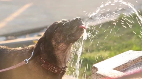 The mongrel dog drinks water from a drinking fountain in slow motion Stock Footage 201485409