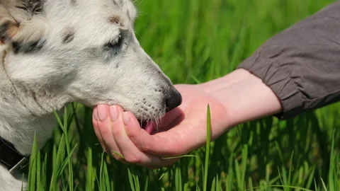 A mongrel dog drinks water from a hand. Stock Footage 239616314