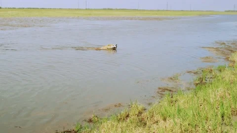 A mongrel dog floats on the river. Video stock 154657649
