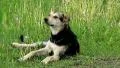 Mongrel dog HD Footage