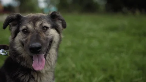 Mongrel dog Video stock 74457481