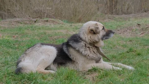 The mongrel dog Stock Footage 175236937