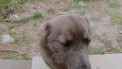 The mongrel dog Stock Footage 175238874