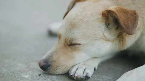 Mongrel dog lies on the ground Stock Footage 247555958