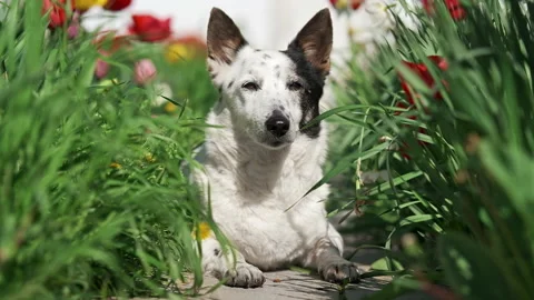 A mongrel dog lies on a path among blooming flowers and green grass. Vídeo Stock 239578676