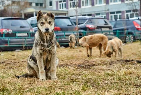 Mongrel dog looking at camera 写真素材
