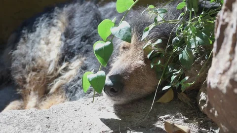 Mongrel dog lying among plants sunbathing. Stock Footage 129420778