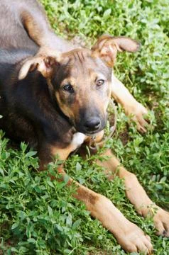 Mongrel dog lying on the grass Stock Photos