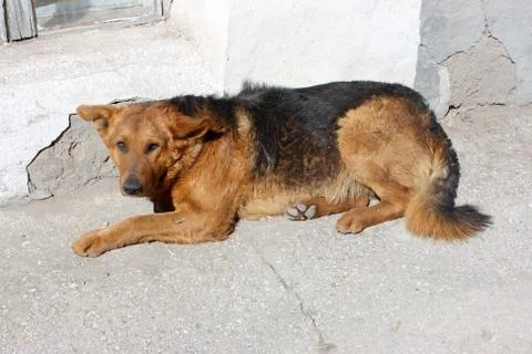 Mongrel dog Foto stock