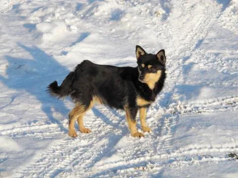 Mongrel dog Foto stock