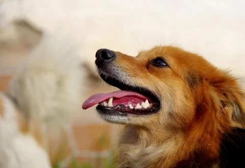 Mongrel dog Stock Photos