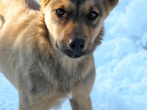 Mongrel dog Stock Photos