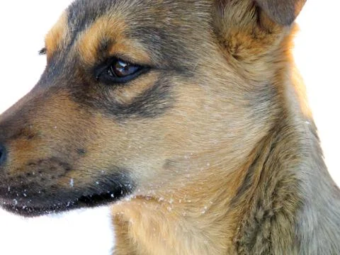 Mongrel dog Stock Photos