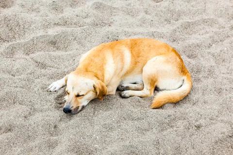 Mongrel dog Stock Photos