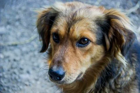 A mongrel dog Stock Photos