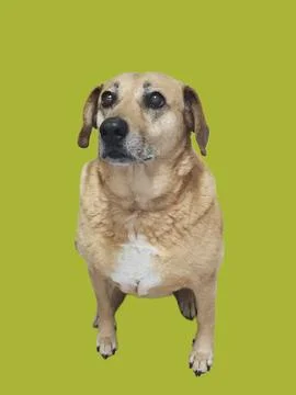 Mongrel dog Stock Photos