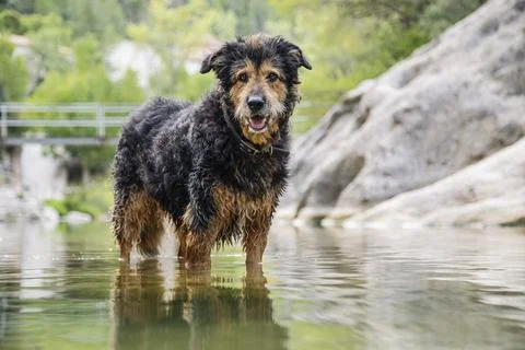 A mongrel dog is playing in the river Stock Photos