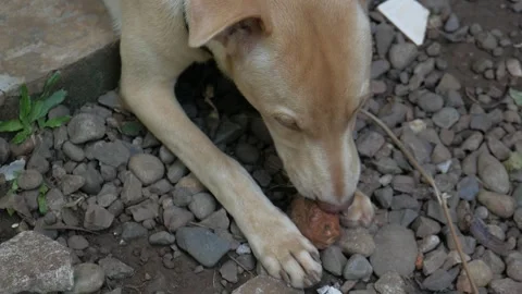 A Mongrel Dog Playing With A Rock Stock Footage 233193968