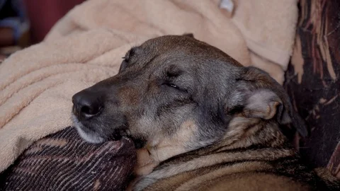 Mongrel dog sleeps on the couch and woke up from the noise Stock Footage 103217308