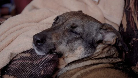 Mongrel dog sleeps on the couch Stock Footage 103108318