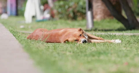 Mongrel dog sleeps under sunlight on grass lawn in park Video stock 258311094