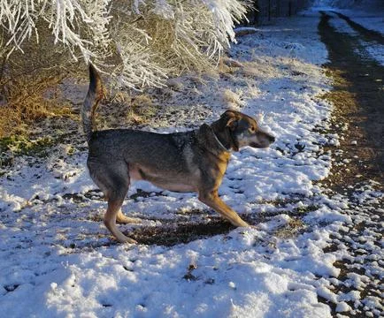 Mongrel dog in the snow. Stock Photos
