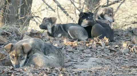 Mongrel dog on the street Stock Footage 59114000