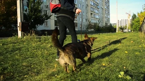 The mongrel dog walks next to the owner on a leash while walking Stock Footage 85035376
