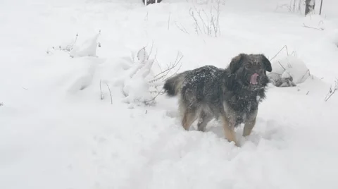Mongrel dog walks through snowdrift Stock Footage 49224706