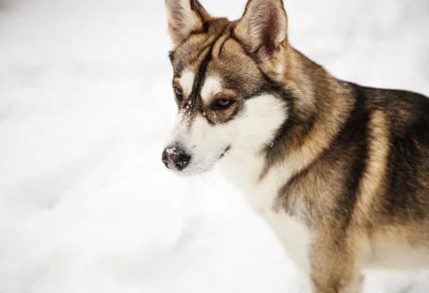 Mongrel dog in winter Stock Photos