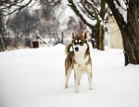 Mongrel dog in winter Stock Photos