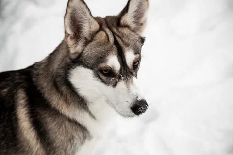 Mongrel dog in winter Stock Photos